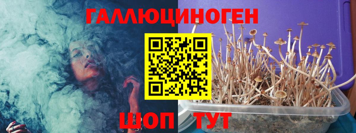 Кудрово  Галлюциногенные грибы Psilocybe  Вход с VPN  Галлюциногенные грибы MAGIC MUSHROOMS 